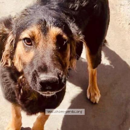 Photo 1/3 dancer Chien lost in Carrefour mivoi