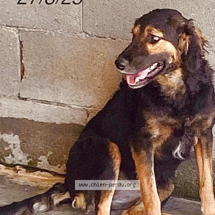 Photo 2/3 dancer Chien lost in Carrefour mivoi