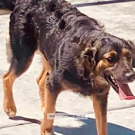 Photo 3/3 dancer Chien lost in Carrefour mivoi