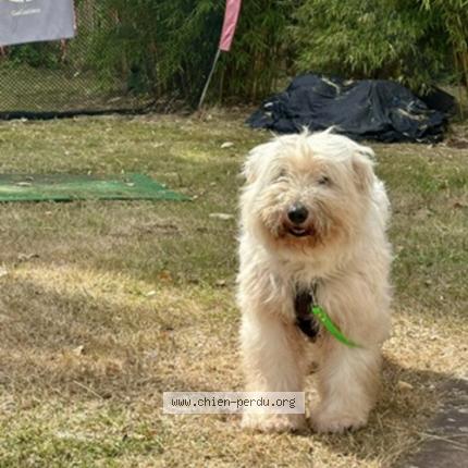 Foto van vermiste hond in Limal