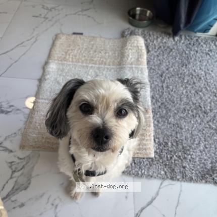 Photo 1/1 Toby Chien lost in Miami gardens