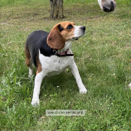 Photo 1/1 Ruinart Chien lost in Semide