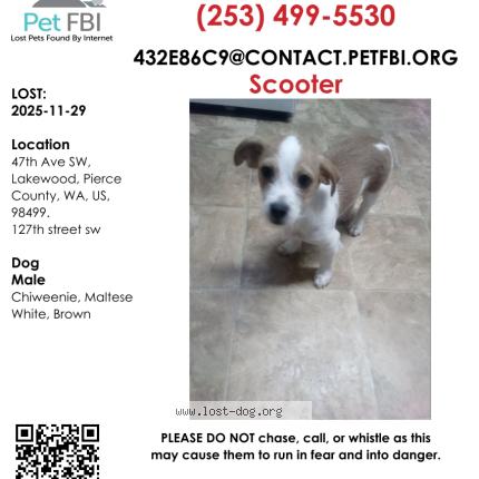 Photo 1/1 Reunited dog Lost in Lakewood