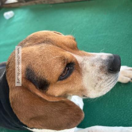 Photo 1/1 Ruinart Chien lost in Semide