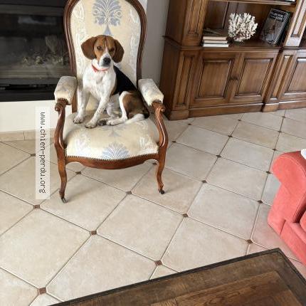 Photo 1/1 Diego Chien lost in Salernes