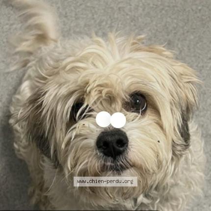 Foto van vermiste hond in Andenne