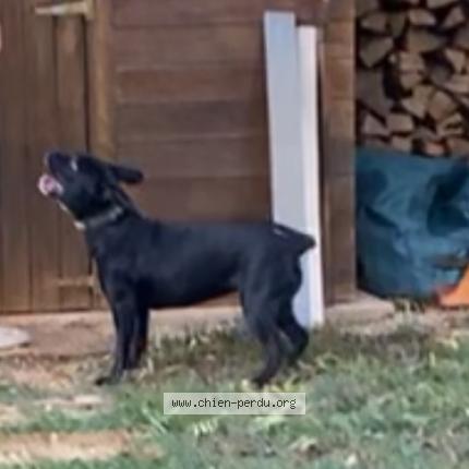 Photo 1/1 Poupie Chien lost in Loze