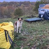 Picture of dog found at Saint Medard