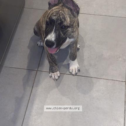 Photo 1/1 Simba Chien lost in Labastide saint pierre