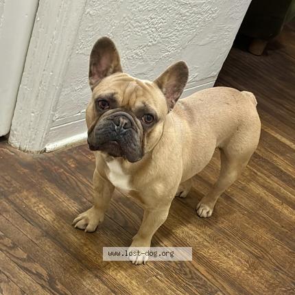 Photo 1/1 Found dog Found in Miami