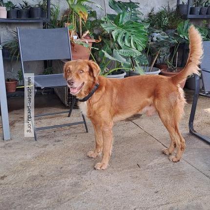 Photo 1/1 Found dog Found in Capesterre belle eau