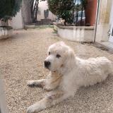 Picture of dog found at Florensac