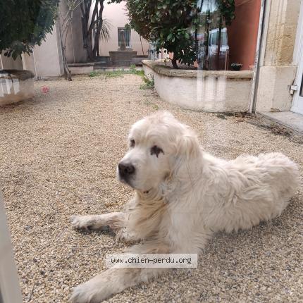 Photo 1/1 Found dog Found in Florensac