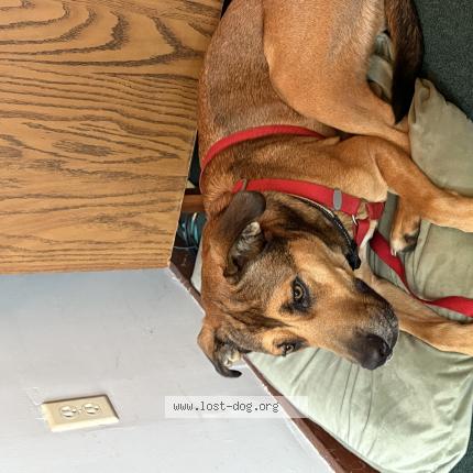 Photo 1/1 Found dog Found in Destin