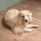 Picture of dog lost at Gareoult