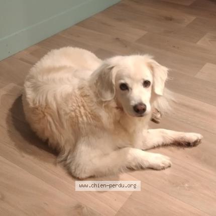 Photo 1/1 Dog reunited Lost in Gareoult