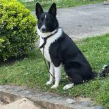 Picture of dog lost at Lacq