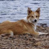 Picture of dog lost at Urepel