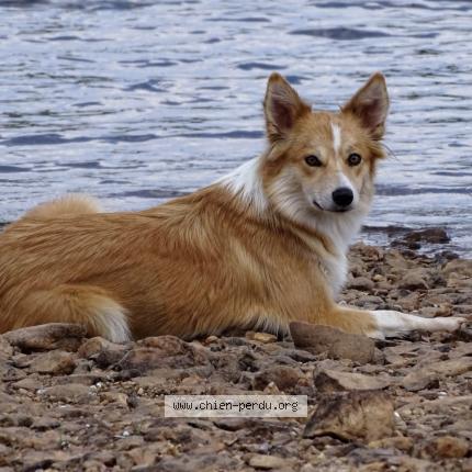 Photo 1/1 Ekain Chien lost in Urepel