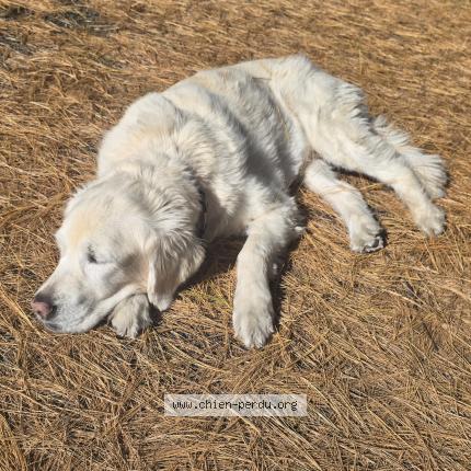 Photo 1/1 Snowy Dog lost in Blainville