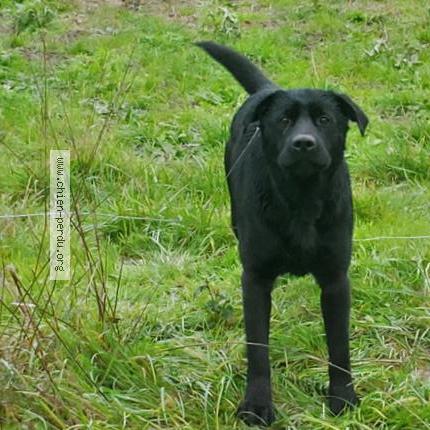 Photo 1/1 Found dog Found in Montpezat