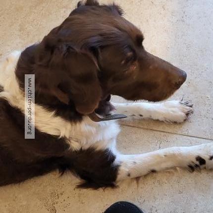 Photo 1/1 Found dog Found in Cerelles