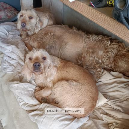 Photo 1/1 Jojo Chien lost in Clermont l herault