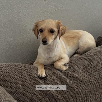 Photo 1/1 Luna Dog lost in Banning