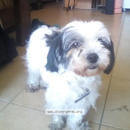 Photo 1/1 Mignonne Chien lost in Guemene penfao