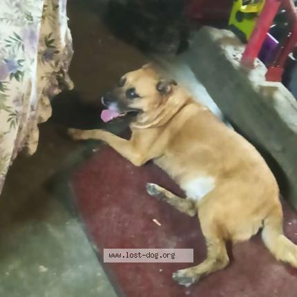 Picture of dog lost at Harmonburg