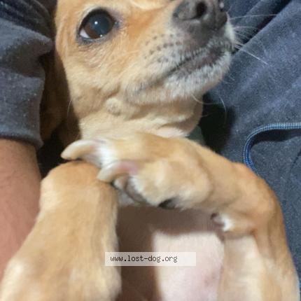 Photo 1/1 Chula Dog lost in Orange