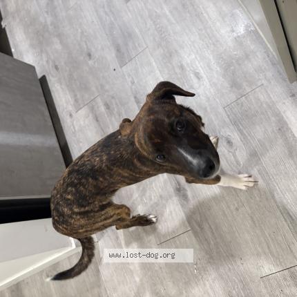Photo 1/1 Found dog Found in Collinsville