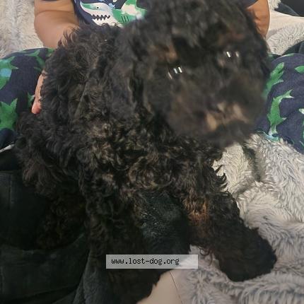 Photo 1/1 Roxy Dog lost in Los Angeles