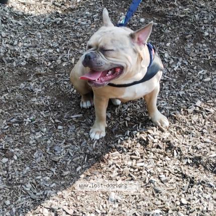 Photo 1/1 Jessica Daugherty Chien lost in Clinton township