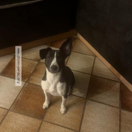 Photo 1/1 Found dog Found in Bompas