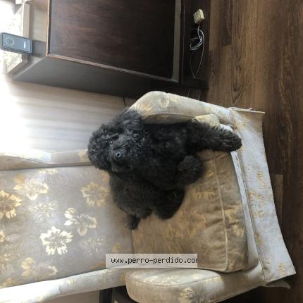 Photo 1/1 Matías Ponce Chien lost in Montevieo