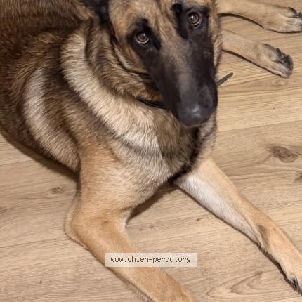 Photo 1/1 Rex Chien lost in Sequedin