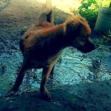 Picture of dog lost at Madison