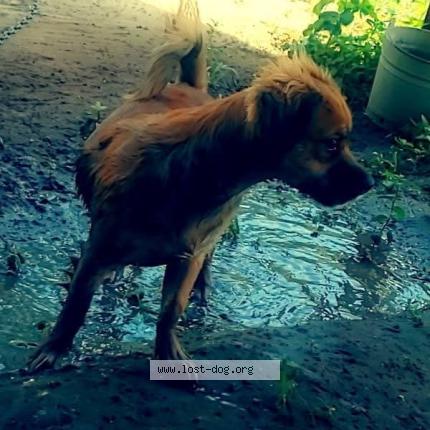 Photo 1/5 Willow Chien lost in Madison