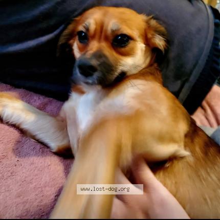 Photo 2/5 Willow Chien lost in Madison