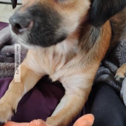 Photo 3/5 Willow Chien lost in Madison