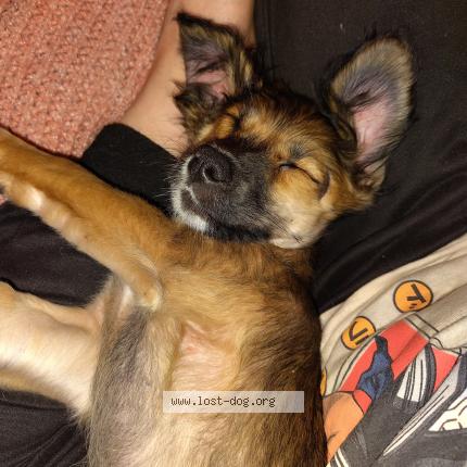 Photo 4/5 Willow Chien lost in Madison