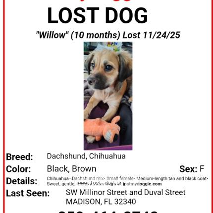 Photo 5/5 Willow Chien lost in Madison