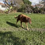 Picture of dog lost at Cepet