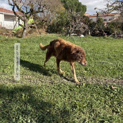 Photo 1/1 Doudou Chien lost in Cepet