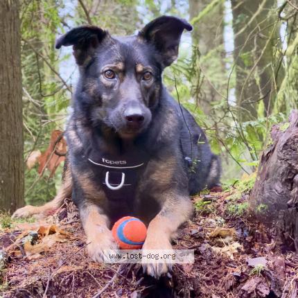 Photo 1/1 Reunited dog Lost in N Vancouver