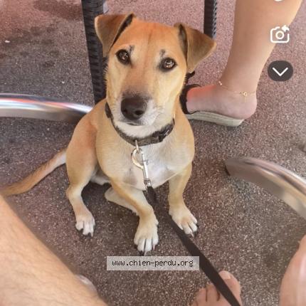 Photo 1/1 Pitt Chien lost in Plessis robinson