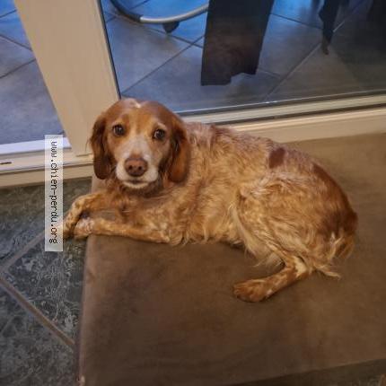 Photo 1/1 Malice Chien lost in Fresne le plan