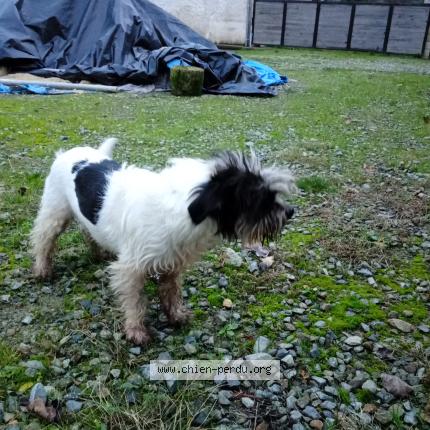 Photo 1/1 Found dog Found in Messac