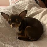 Picture of dog lost at Paris